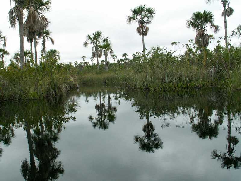 The Awetí live close to the Tuatuari river with its wide fields of the Burití-palm trees