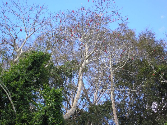 Árboles del lado del río Tarauacá/Brasil