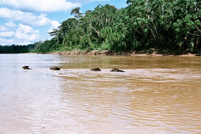 Grupo de pecaríes atravesando el río Purús/ Perú