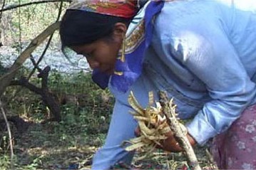 Woman collecting carob