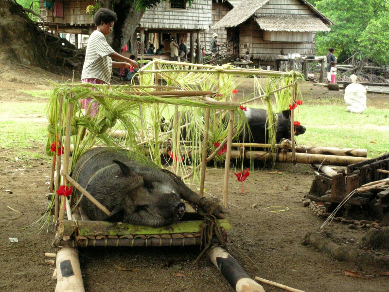 Pigs on decorated stretchers