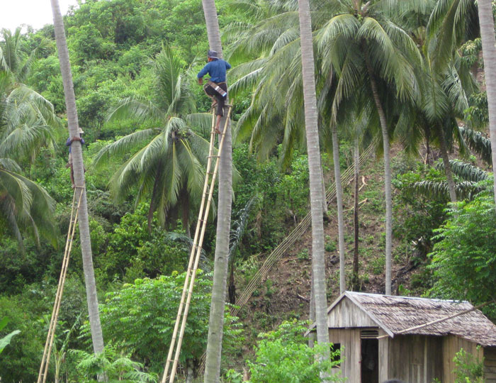Coconut pickers at work