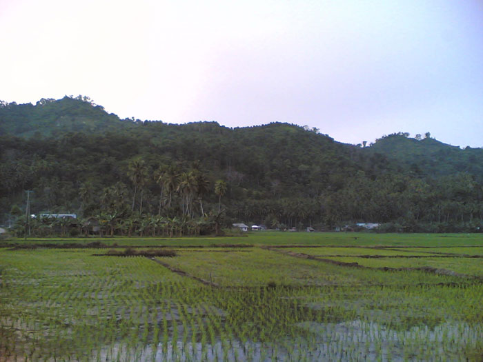 Ricefields and rows of clove trees on the hills near the village Lalos