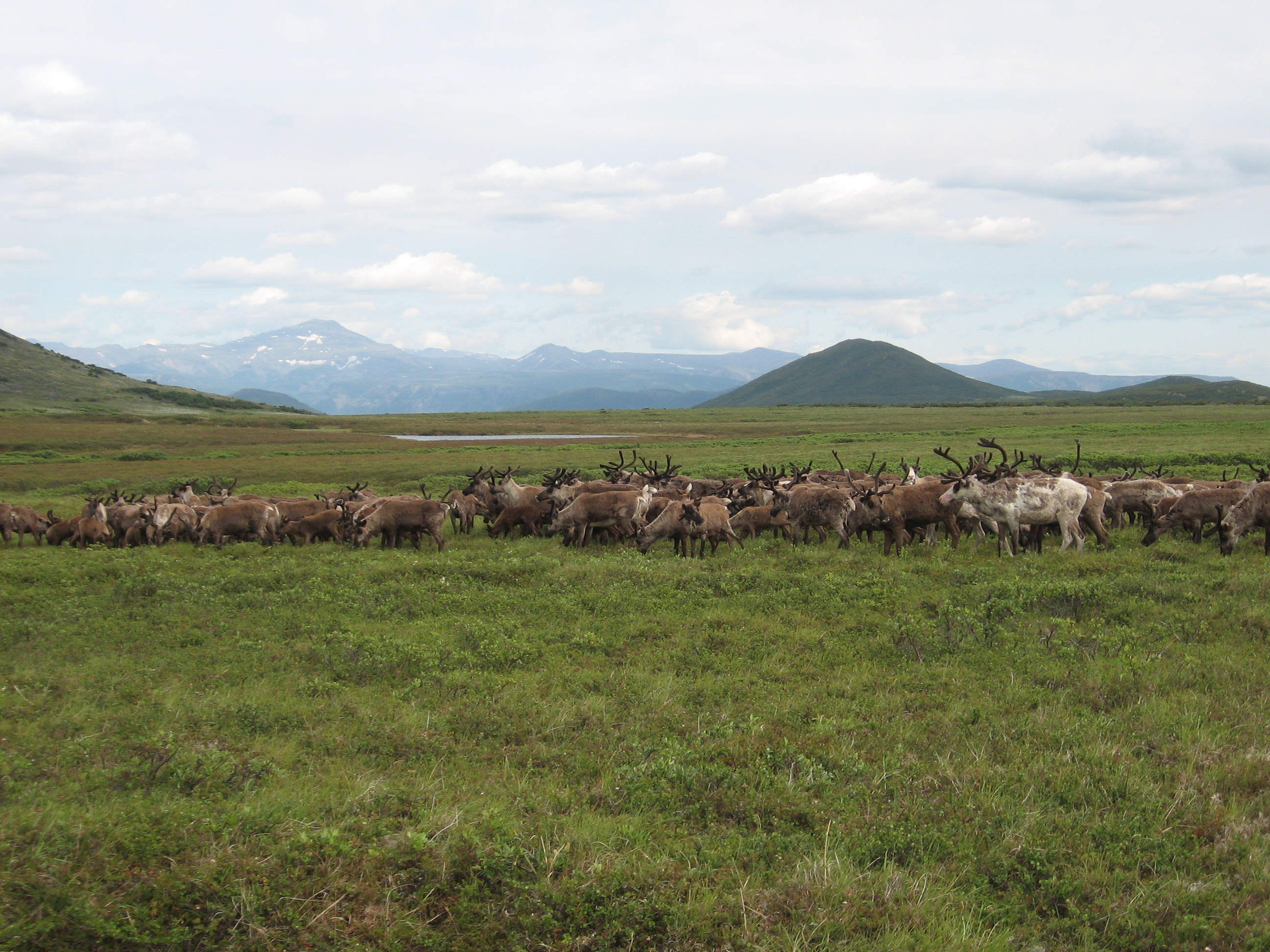 3_Reindeer_herd_in_Central_Kamchatka