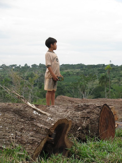 Boy standing on tree