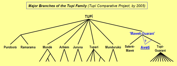 The main branches and the genealogical position of the Awetí language in the Tupí family