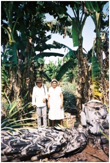 A Baure couple on their field of plantains and pineapple