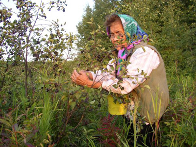 Woman picking berries