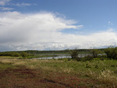 Beaver landscape