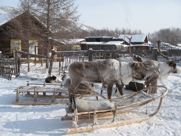 Harnessed reindeer