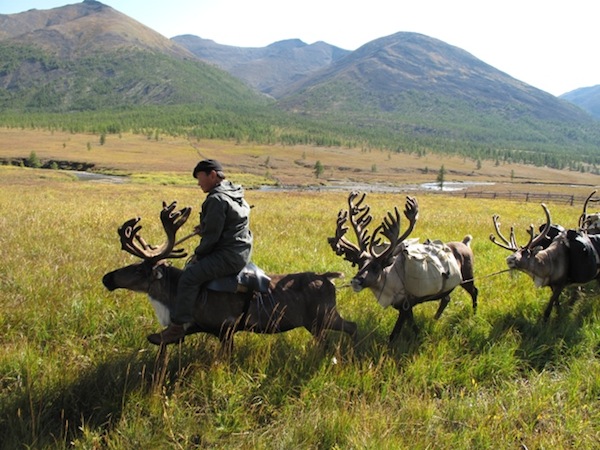 Reindeer caravan