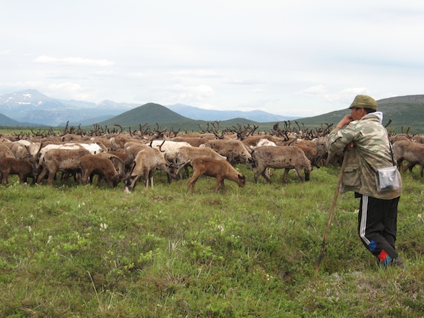 Reindeer herd in Kamchatka