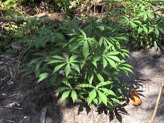 Manioc plant