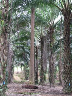  trunk of a Batek Teq Durian tree