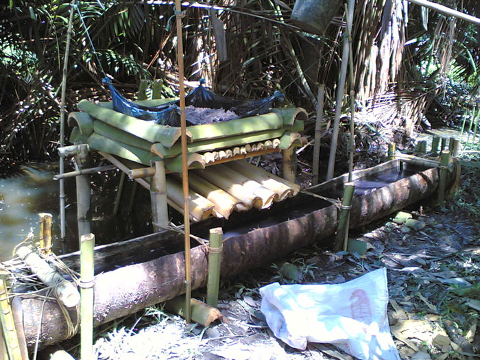 Traditional sago production
